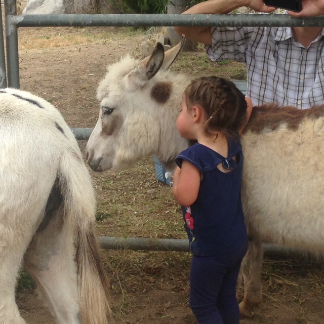 petting zoo