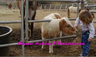 mini horse 