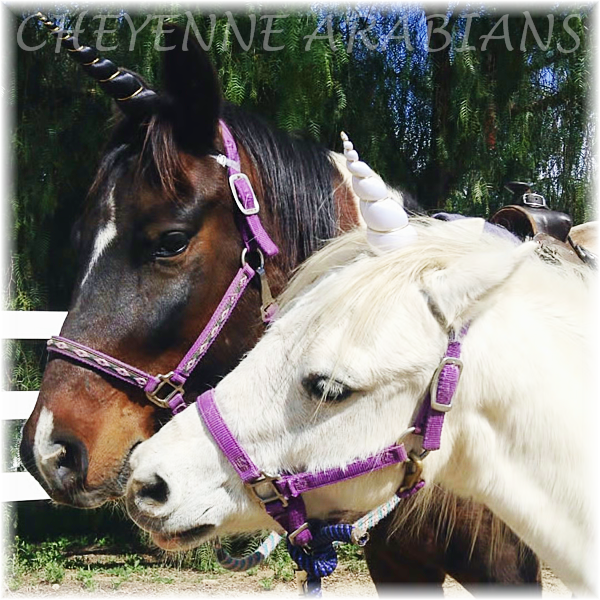 Unicorn Pony Rides