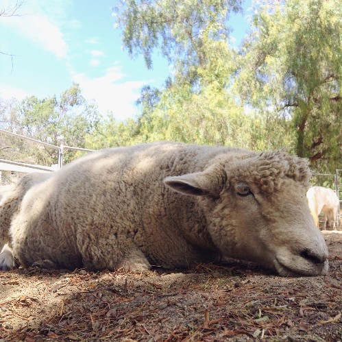 sleeping sheep