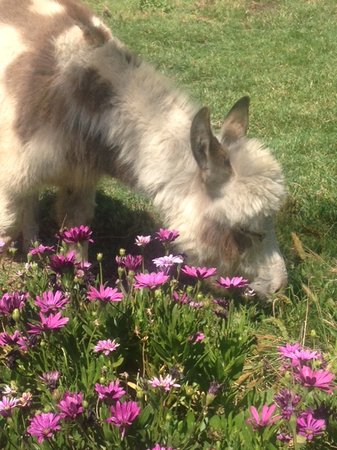 Mini-Donkey Petting Zoo