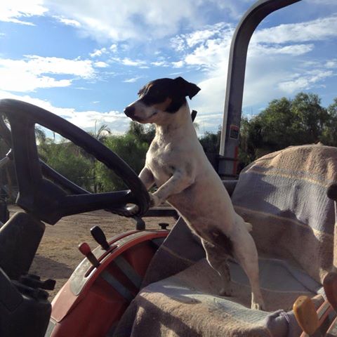 farm dog