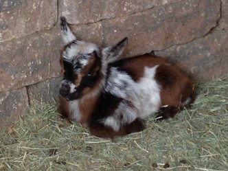 baby goat