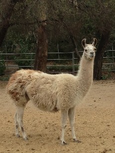 llamas