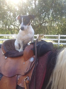 dog riding horse